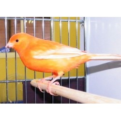 Canaris orange