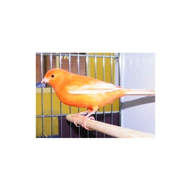 Canaris orange