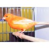 Canaris orange