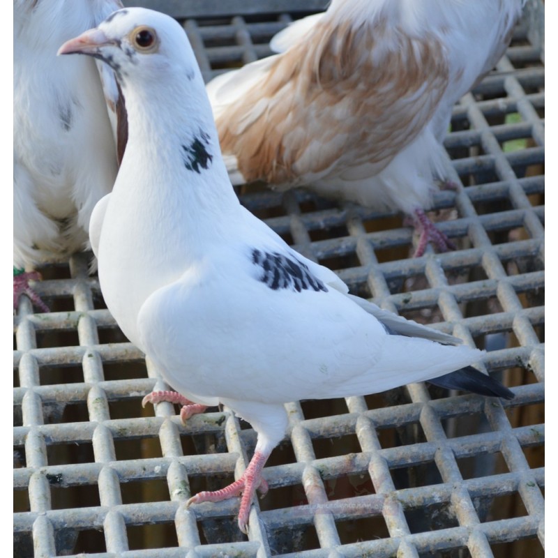 Pigeon voyageur panaché blanc