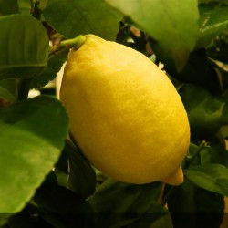 Engrais bio pour fruitier, citronnier Biotaurus