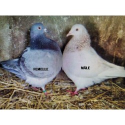 Pigeon Texan • Élevage et vente de pigeons de race