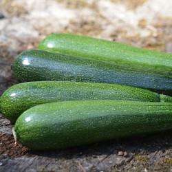 Courgette verte non coureuse des maraichers AB - Sachet de 15 graines