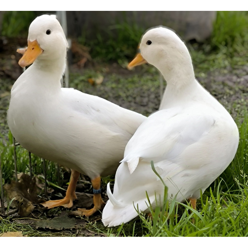 Canard Mignon blanc