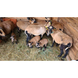 Couple de mouton du Cameroun, né et élevé en France