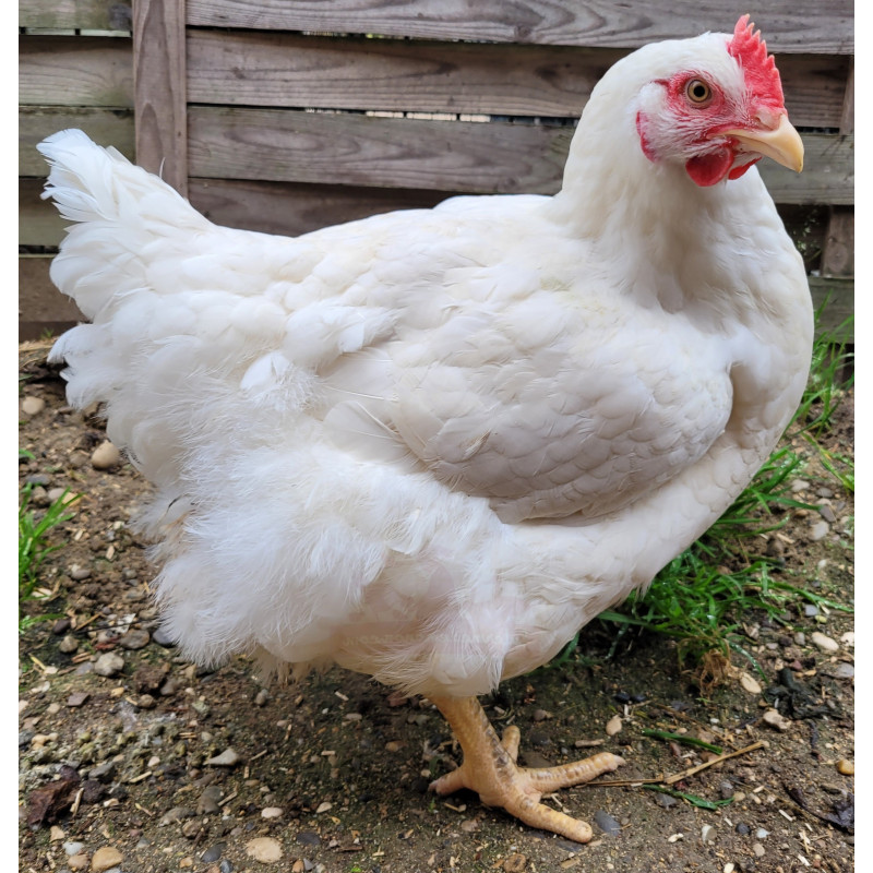 Poulet de chair rouge/blanc - Selon disponible