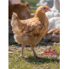 Poulet de chair rouge/blanc - Selon disponible