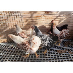 prévente poule wyandotte, couleurs suivants disponibles