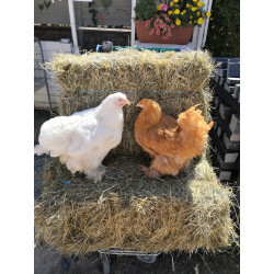 prévente poule cochin, couleurs suivants disponibles